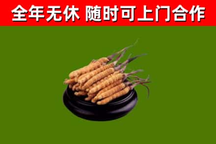 沅江市回收散虫草