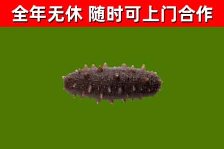 沅江市烟酒回收干海参.jpg